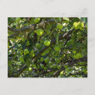 Apple Tree Briefkaart