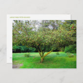 Apple Tree Briefkaart (Voorkant / Achterkant)