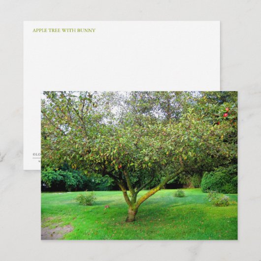 Apple Tree Briefkaart (Voorkant / Achterkant)