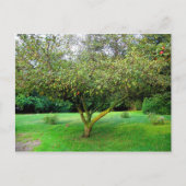Apple Tree Briefkaart (Voorkant)