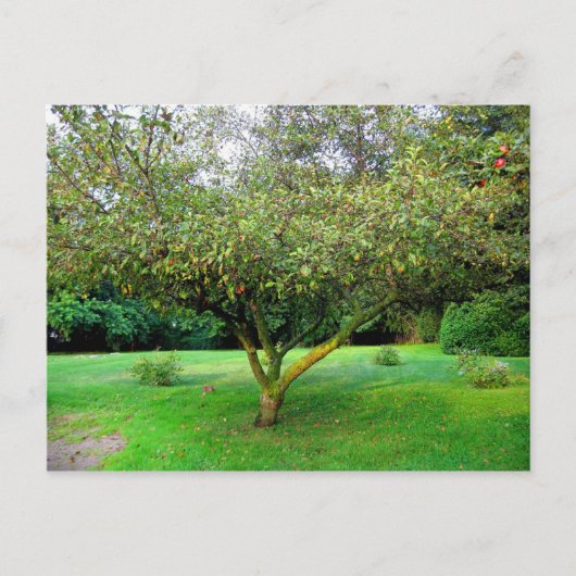 Apple Tree Briefkaart (Voorkant)