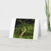 Apple Tree: Digitaal verbeterde bewerkte verdraaid Kaart (Voorkant)