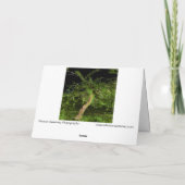 Apple Tree: Digitaal verbeterde bewerkte verdraaid Kaart (Achterkant)