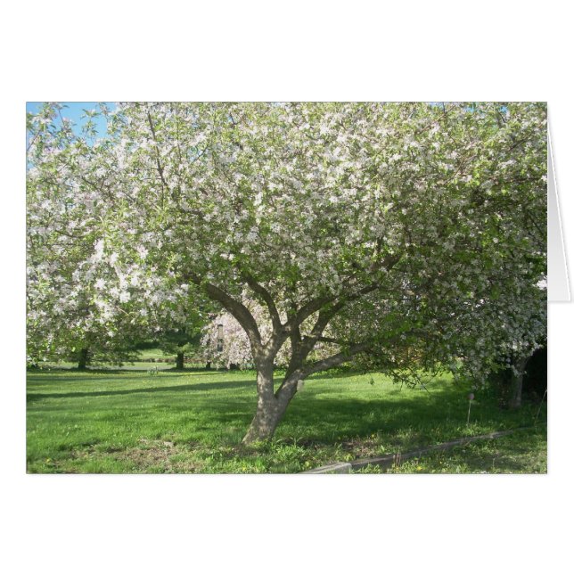 Apple Tree in Bloom (Voorkant Horizontaal)