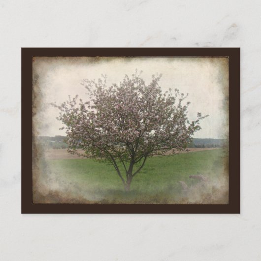 Apple Tree in Bloom Briefkaart (Voorkant)