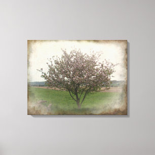Apple Tree in Bloom Canvas Afdruk