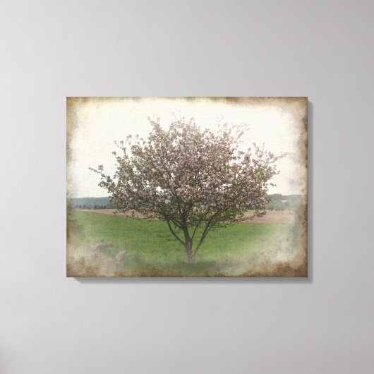 Apple Tree in Bloom Canvas Afdruk (Voorkant)