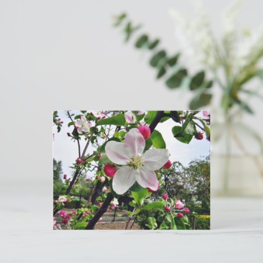 Apple Tree in Blossom Briefkaart (Staand voorkant)
