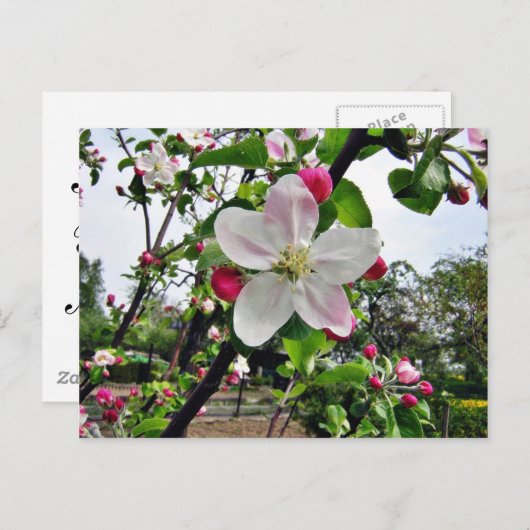 Apple Tree in Blossom Briefkaart (Voorkant / Achterkant)