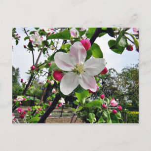 Apple Tree in Blossom Briefkaart