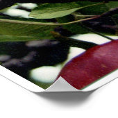 Apple Tree l Poster (Hoek)