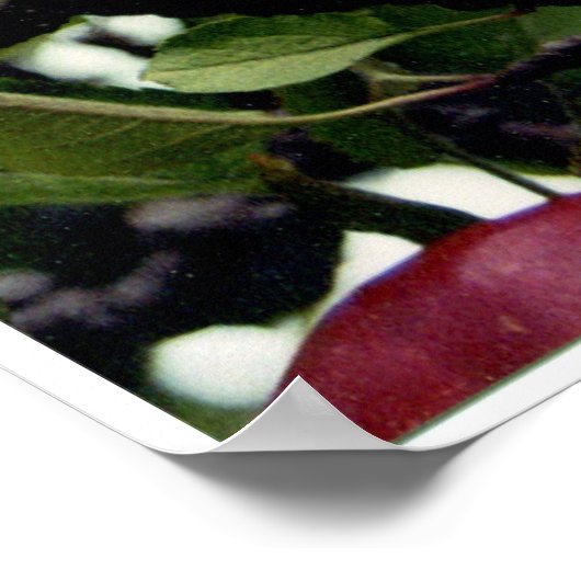Apple Tree l Poster (Hoek)
