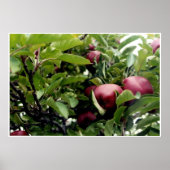 Apple Tree l Poster (Voorkant)