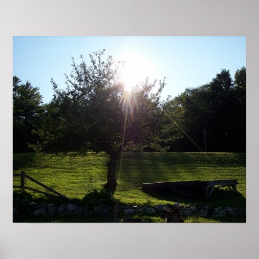 Apple Tree, Maine Poster (Voorkant)