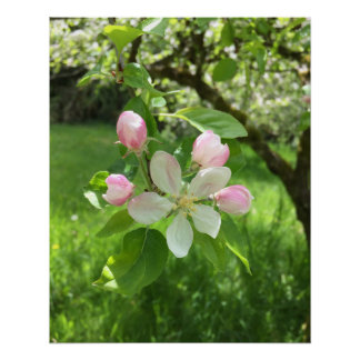 Apple Tree Perfect Poster