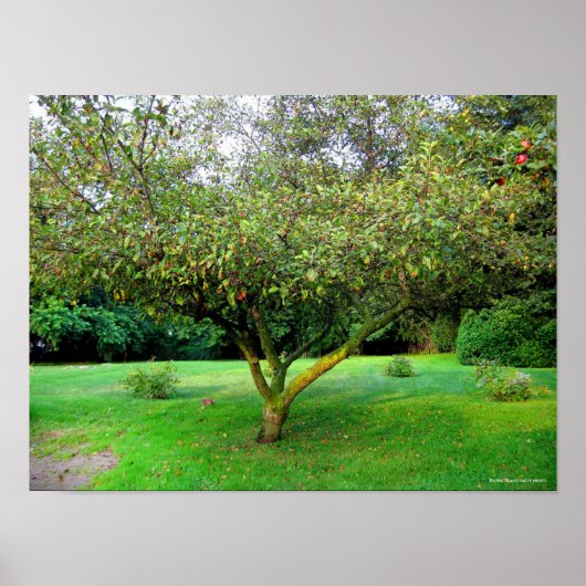 Apple Tree Poster (Voorkant)