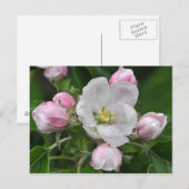 Applebloem in de regen briefkaart (Voorkant / Achterkant)