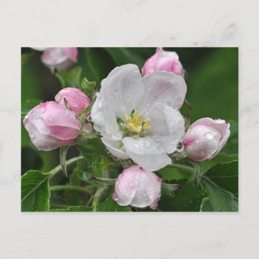 Applebloem in de regen briefkaart (Voorkant)