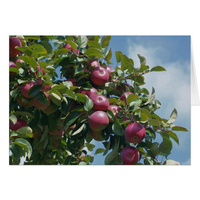 Apples on Tree Natuur Photography Card (Voorkant Horizontaal)