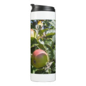 Apples ripening on an apple tree thermosbeker (Geroteerd rechts)