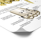 Applied Kinesiology Chiropractic Poster (Hoek)