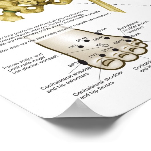 Applied Kinesiology Chiropractic Poster (Hoek)