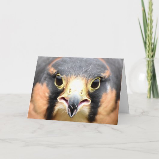 Applomado Falcon foto Kaart (Voorkant)