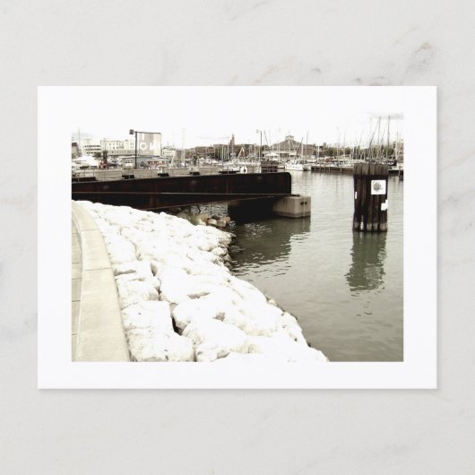 Approachable Wolf Post Card Print Briefkaart (Voorkant)