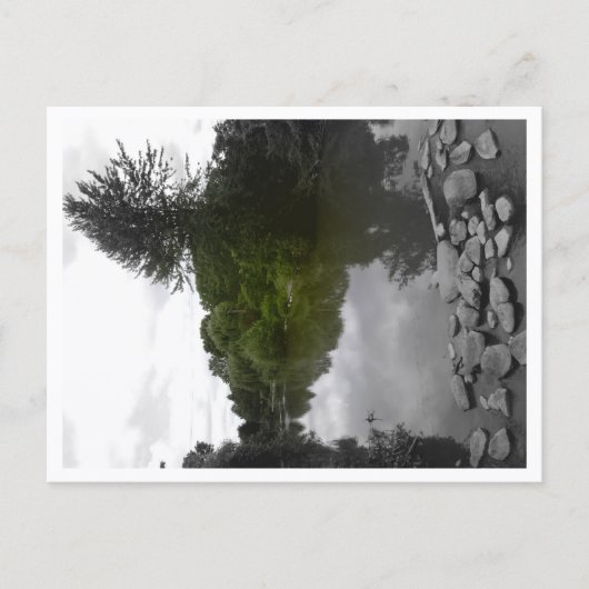 Approachable Wolf Post Card Print Briefkaart (Voorkant)