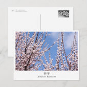 Apricot Blossom Briefkaart (Voorkant / Achterkant)