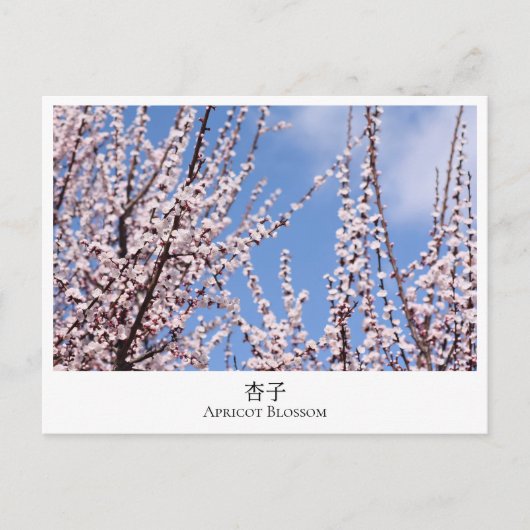 Apricot Blossom Briefkaart (Voorkant)