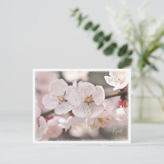 Apricot Briefkaart (Staand voorkant)
