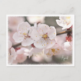 Apricot Briefkaart