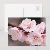 Apricot：Postcard Briefkaart (Voorkant / Achterkant)