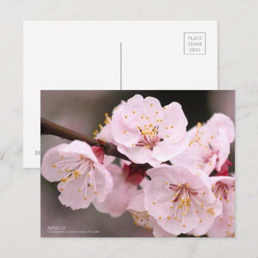 Apricot：Postcard Briefkaart (Voorkant / Achterkant)