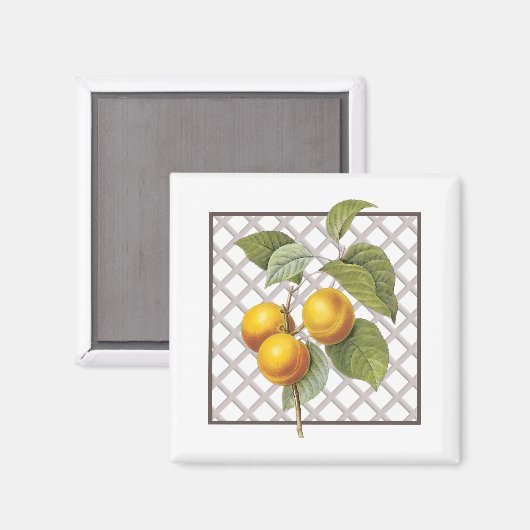 APRICOTEN MAGNEET (Voorkant / Achterkant)