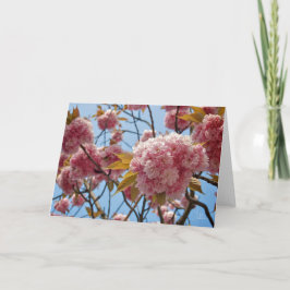 April Blossoms [Wenskaart] Kaart