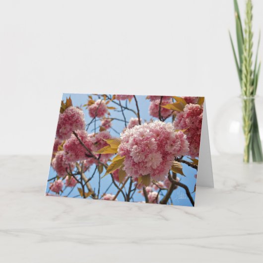 April Blossoms [Wenskaart] Kaart (Voorkant)