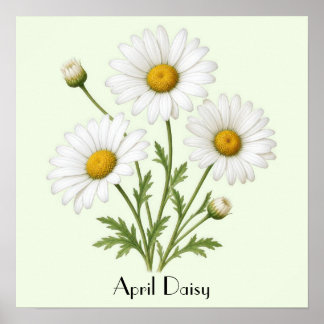 April Daisy Flowers Poster