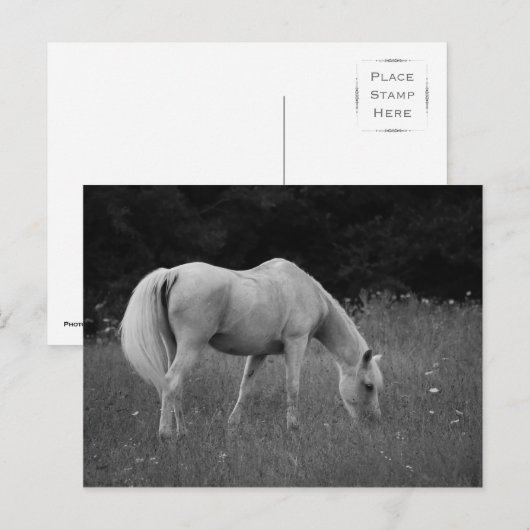 April de Arabier Briefkaart (Voorkant / Achterkant)