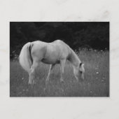 April de Arabier Briefkaart (Voorkant)