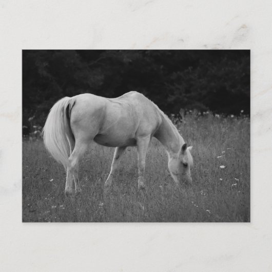 April de Arabier Briefkaart (Voorkant)