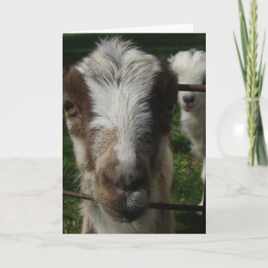 april de Goat La Mancha Kaart (Voorkant)