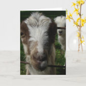 april de Goat La Mancha Kaart (Gele Bloem)