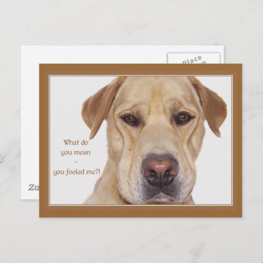April doms day grappige Labrador Briefkaart (Voorkant / Achterkant)