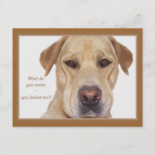 April doms day grappige Labrador Briefkaart