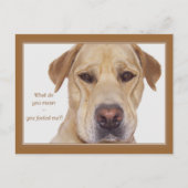 April doms day grappige Labrador Briefkaart (Voorkant)
