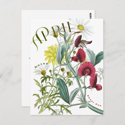 April Maand Bloemen Sweet Pea Daisy Fancy Briefkaart (Voorkant / Achterkant)