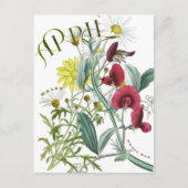 April Maand Bloemen Sweet Pea Daisy Fancy Briefkaart (Voorkant)