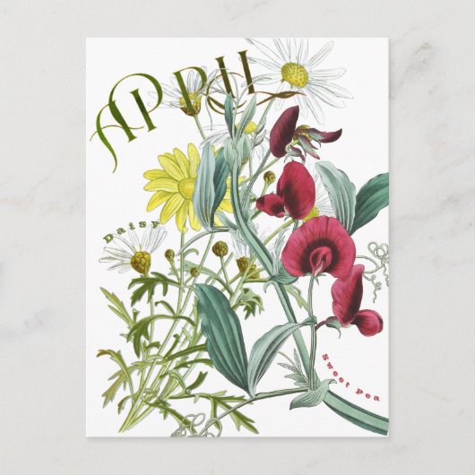 April Maand Bloemen Sweet Pea Daisy Fancy Briefkaart (Voorkant)